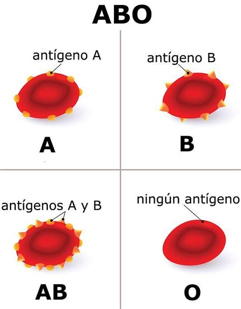 ¿por Qué Tenemos Distintos Tipos De Sangre Bbc News Mundo