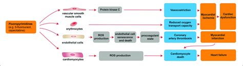 Cellular And Molecular Mechanisms Of The Cardiotoxic Effects Exerted