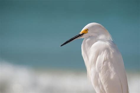 Um P Ssaro Branco Bico Preto E Olho Amarelo Foto Premium