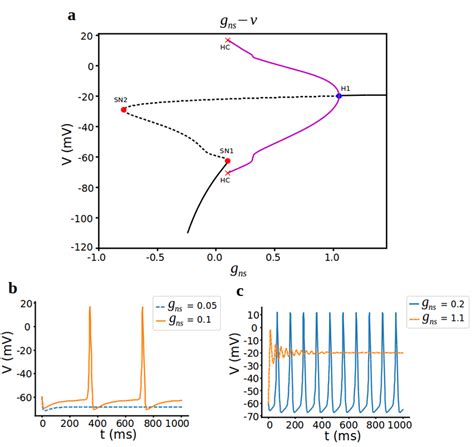 Bifurcation Analysis For Non Selective Cation Conductance G Ns A