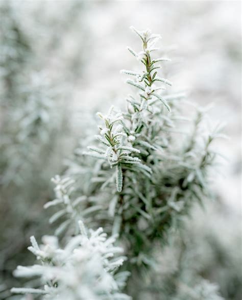 Mag Je Snoeien Met Vorst Vtwonen