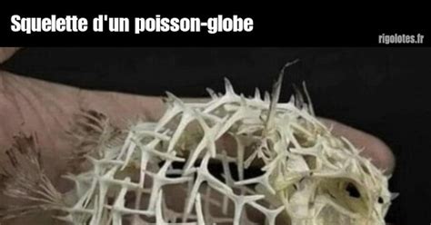 Squelette D Un Poisson Globe Blagues Et Les Meilleures Images Dr Les