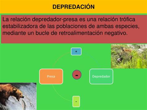 Ppt Ecosistemas Ii Din Mica De Poblaciones Y Comunidades Sucesi N