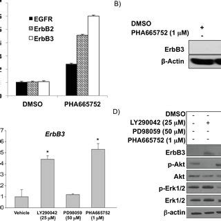 Combined Inhibition Of Egfr And C Met In C Met Hcc Leads To Superior