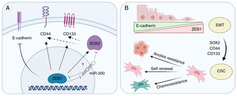 Knockdown Of Zeb Reverses Cancer Stem Cell Properties In Prostate