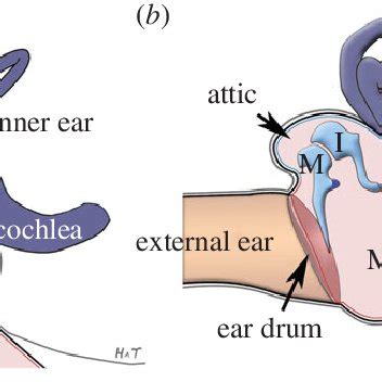 Anatomy of the middle ear. (a) Schematic of a sauropsid (bird, lizard ...