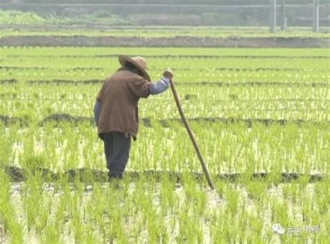 雲安早造水稻插秧已完成4萬畝，農技人員提醒農戶要這樣做 每日頭條