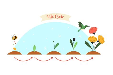 Ciclo de vida da flor desenhada à mão Vetor Grátis