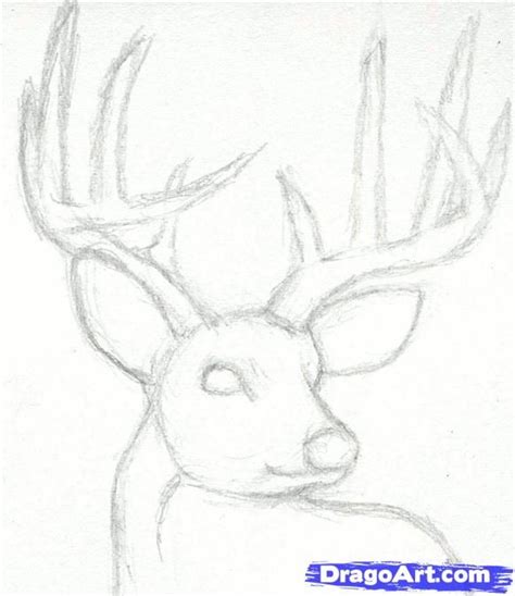 How To Draw A Deer Head Step By Step Easy