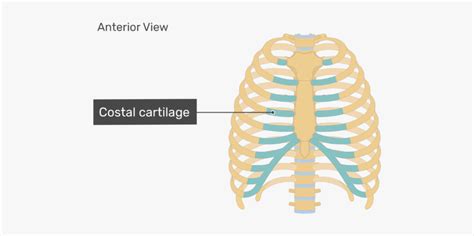 Anatomy Of Rib Cage And Sternum / 3d Illustration Of Human Body Rib Cage Anatomy Stock ...