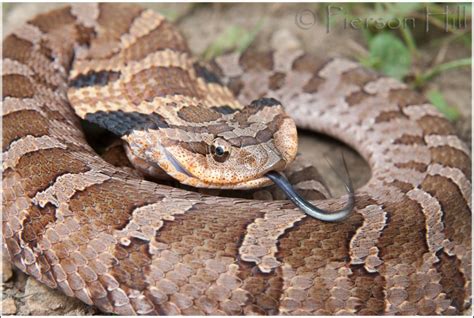 10 Stunning Western Hognose Snake Morphs Artofit