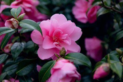 17 Favourite Camellias Chosen With Help From The International Camellia Society | Horticulture ...