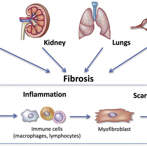 Function And Crosstalk Of Myofibroblasts In Fibrotic Microenvironment