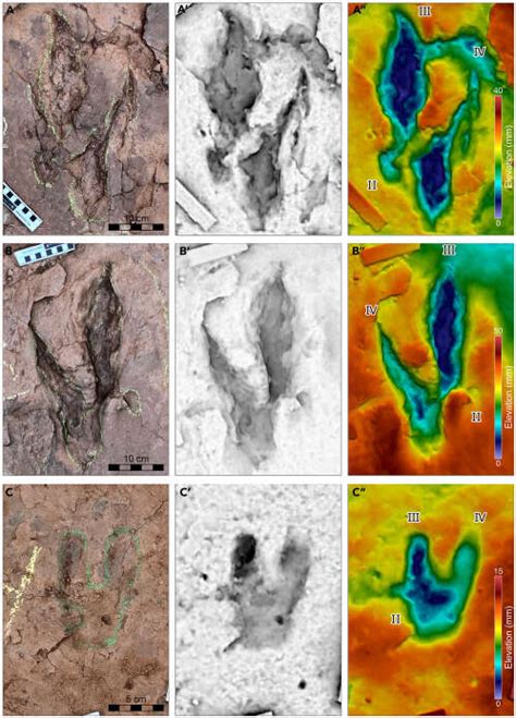 Le Plus Grand V Lociraptor Du Monde Vient D Tre D Couvert