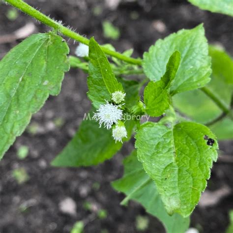 Ageratum Conyzoides L Center For Medicinal Plants Research