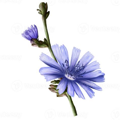 Fleur Plante Chicorée Gros Plan Illustration 12227914 Png