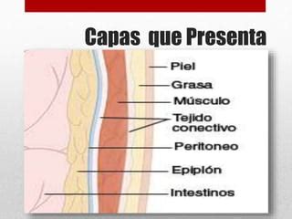 Topografia Abdominal Y Peritoneal Esteban Torres PPT