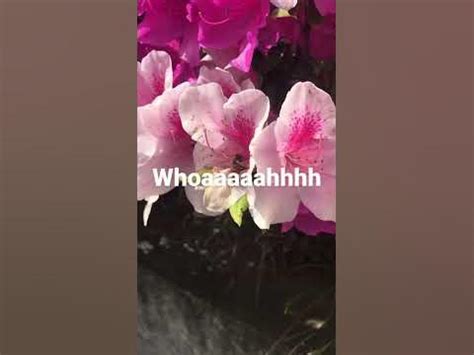 The beeee - YouTube