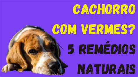 Cachorro Verme Saiba O Que Fazer Rem Dios Naturais Youtube