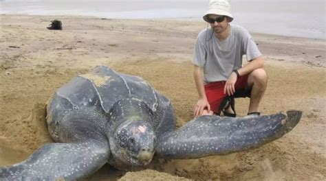 Une Vue Incroyable La Plus Grande Tortue De Mer Du Monde Sort Elle A