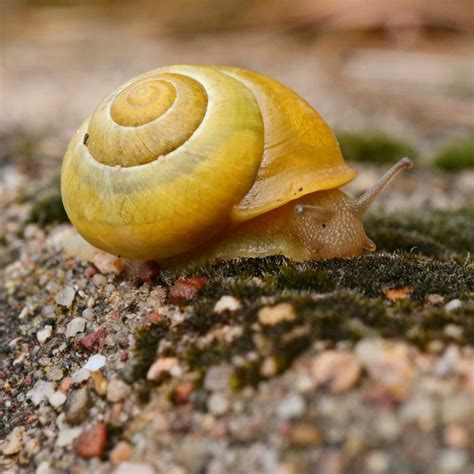 Hain B Nderschnecke Cepaea Nemoralis