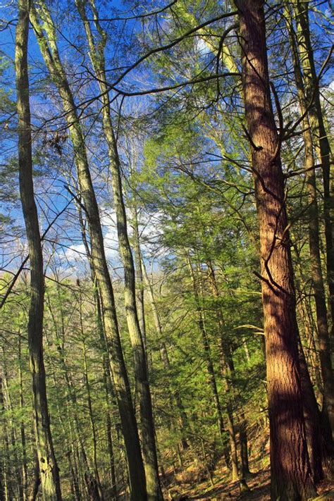 Free Images Tree Nature Hiking Trunk Bark Spring Conifer Trees