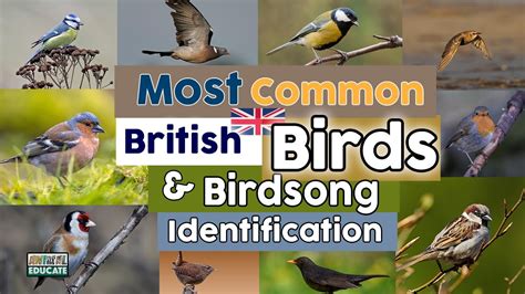 Most Common British Birds And Birdsong Identification Go It