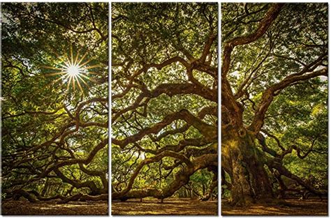 WELMECO Canvas Wall Art Large Old Tree In Sunshine Picture Printed On