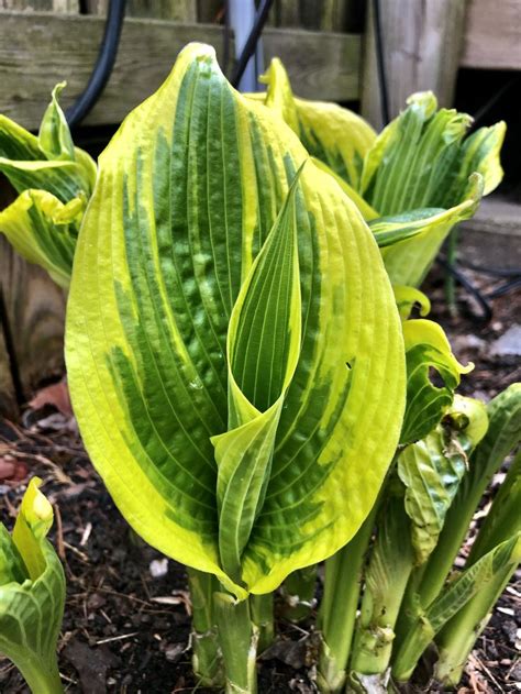 Hosta Pauls Glory In 2024 Shade Garden Plants Hosta Gardens Shade