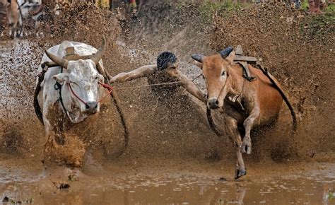 Festival Pacu Jawi Carrera Tradicional De Toros En Tanah Datar