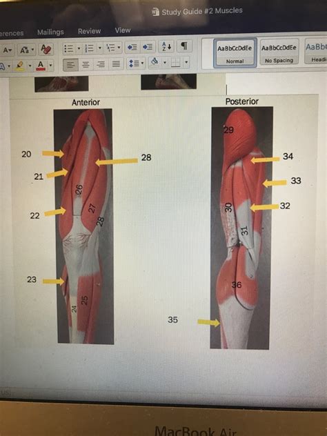 Anatomy And Physiology Lab Test Muscles Diagram Quizlet