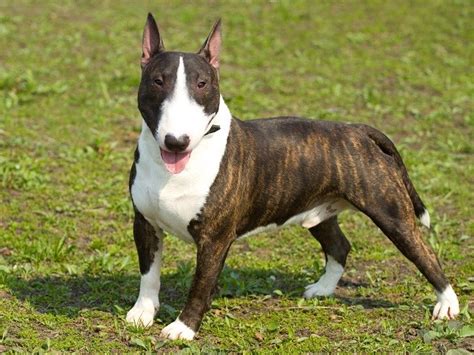 Bull Terrier Puppies and Dogs for sale near you