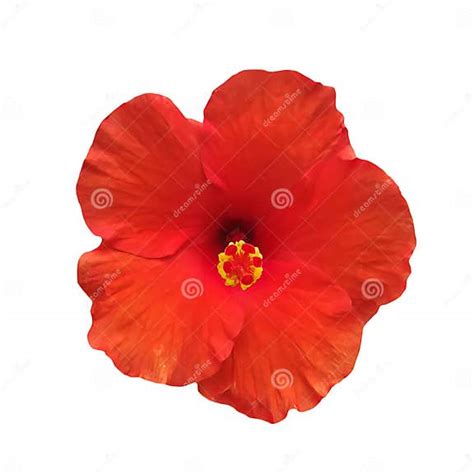 Red Hibiscus Flower Or Chinese Rose Bloom And Isolated On A White Or