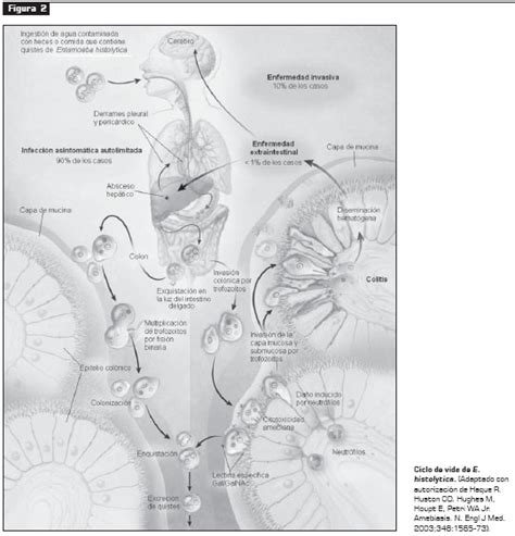 Ciclo De Vida De Entamoeba Histolytica