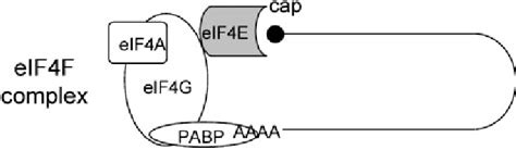 Eif4e And The Eif4f Complex Eif4e Together With Eif4g And Eif4a Are