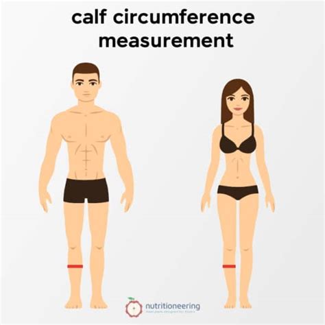 Average Calf Size For Men And Women How Big Is Healthy