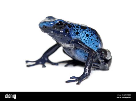 Blue Poison Dart Frog Dendrobates Tinctorius Azureus Isolated On