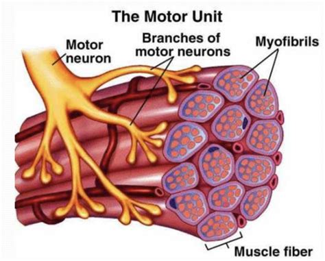 FUNCTIONAL ANATOMY - Motor Units Flashcards | Quizlet