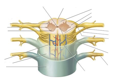 Spinal Cord Diagram Quizlet