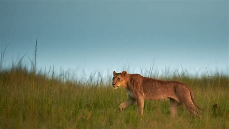 7 Days Masai Mara Lake Nakuru Lake Naivasha Amboseli Tsavo East From