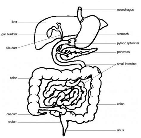 Pig Digestive System Diagram Labeled