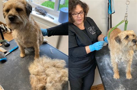 how to hand strip a dog's coat