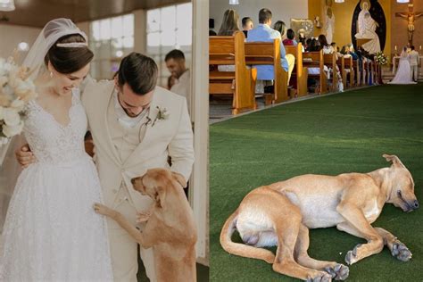 Cane Irrompe Alla Cerimonia Di Matrimonio Gli Sposi Decidono Di