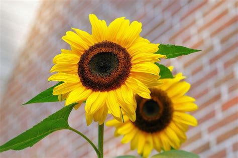 夏の花｜おすすめの多年草4選！初心者も育てやすい花を厳選して紹介｜ドドヨの腹ぺこ自由帳