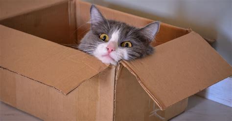 ¿por Qué Los Gatos Adoran Las Cajas Esta Es La Verdadera Razón