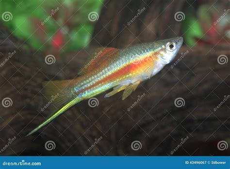 Colorful Male Neon Swordtail Fish In An Aquarium Stock Image Image Of