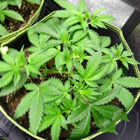 Royal Queen Seeds Royal Runtz Grow Journal Week5 By Smoking Hills9