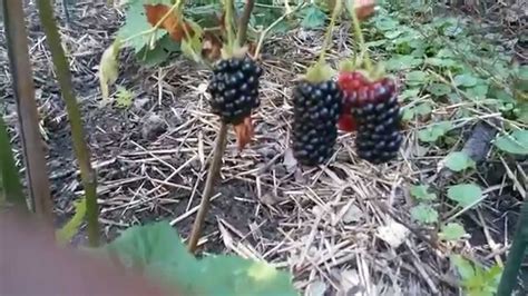 When To Harvest Blackberries Youtube