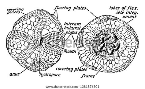 Illustration Shows Diagram Anatomy Sea Urchin Stock Vector Royalty