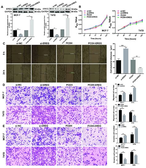 The Influences Of Ereg On The Proliferation Motility Migration And